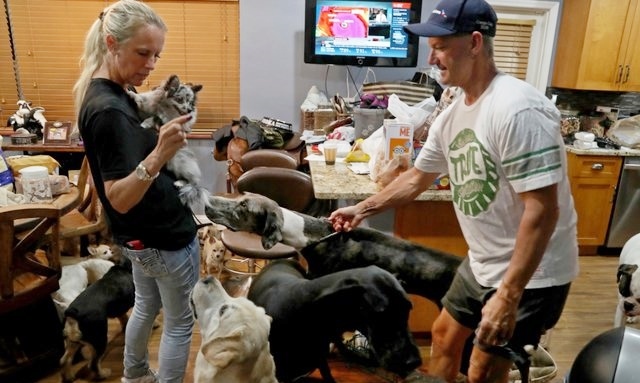 46 kutyát és cicát fogadott be a pár otthonába