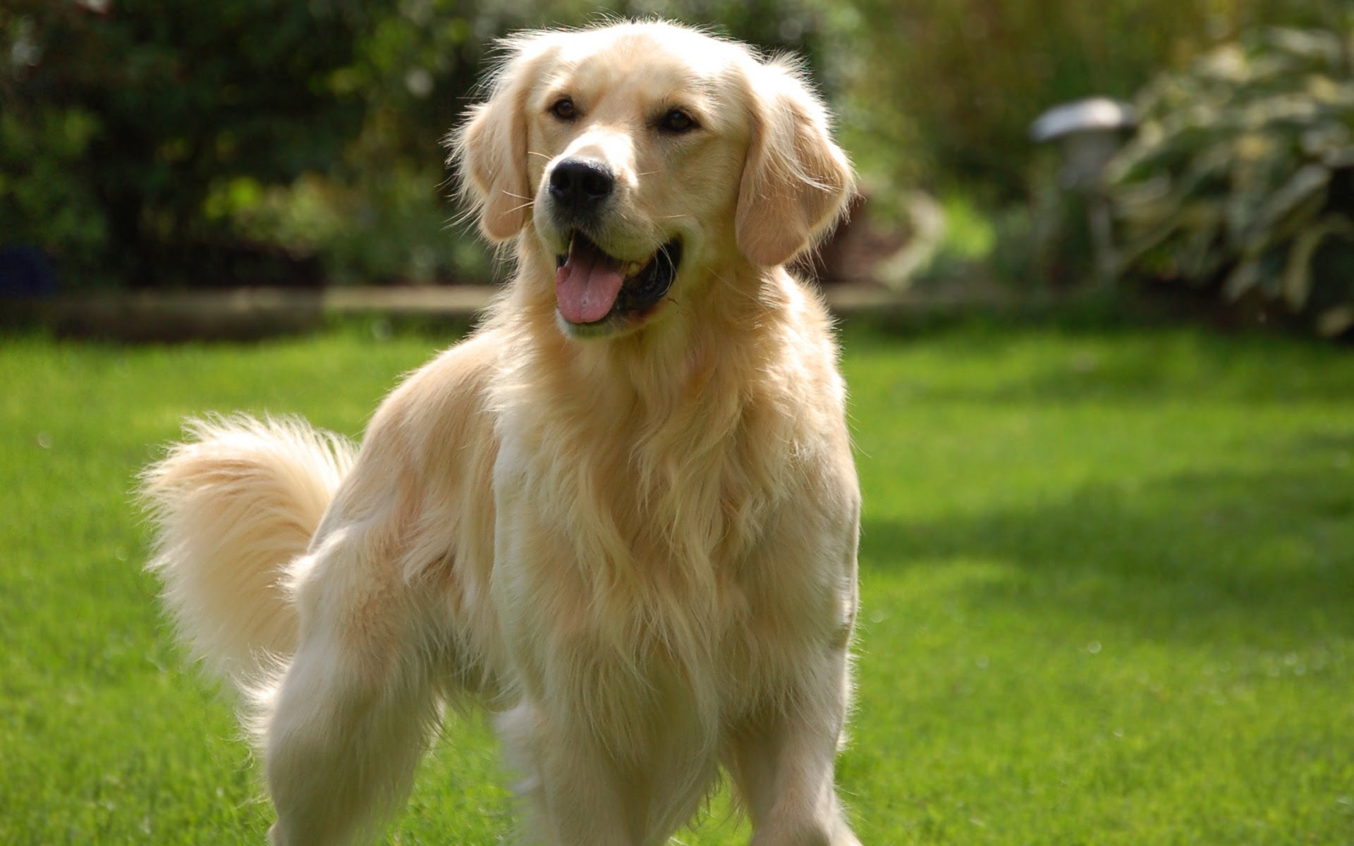 Az egyik legkedveltebb, ám nem magyar kutyafajta: a golden retriever