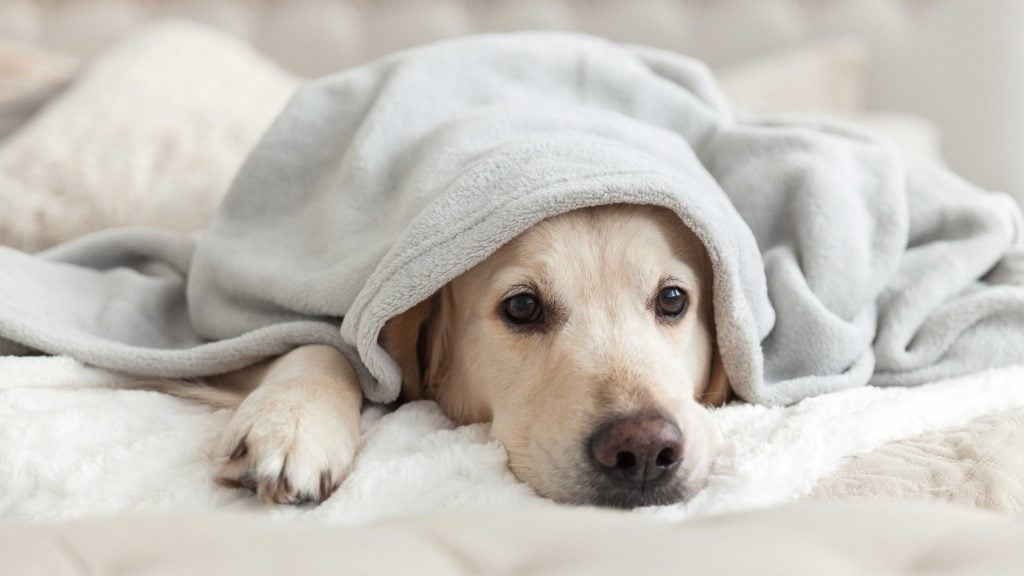 A hideg őszi és téli napokon a kutyák is több időt tölthetnek pihenéssel