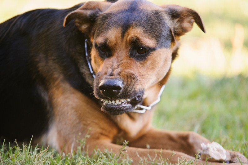 Vicsorgás - ez a kutya a mancsában lévő rágcsálnivalót védelmezi
