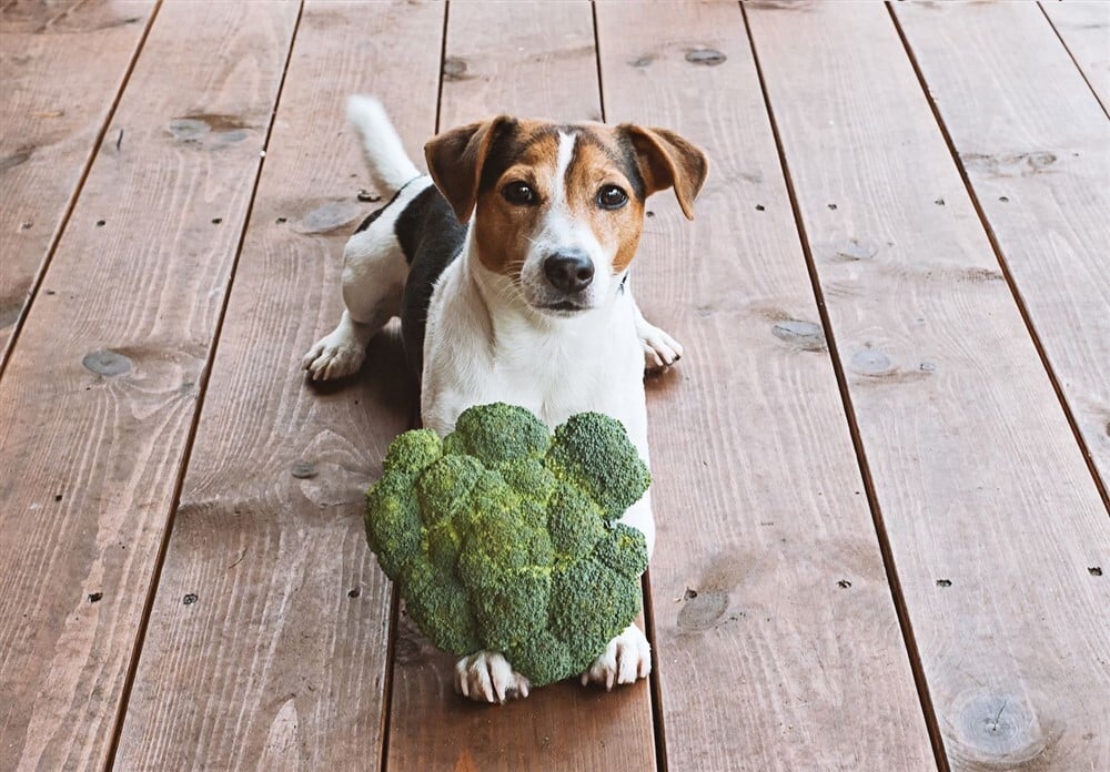 Jutalomfalatként és a kutya eledelének kiegészítőjeként is kiváló a brokkoli