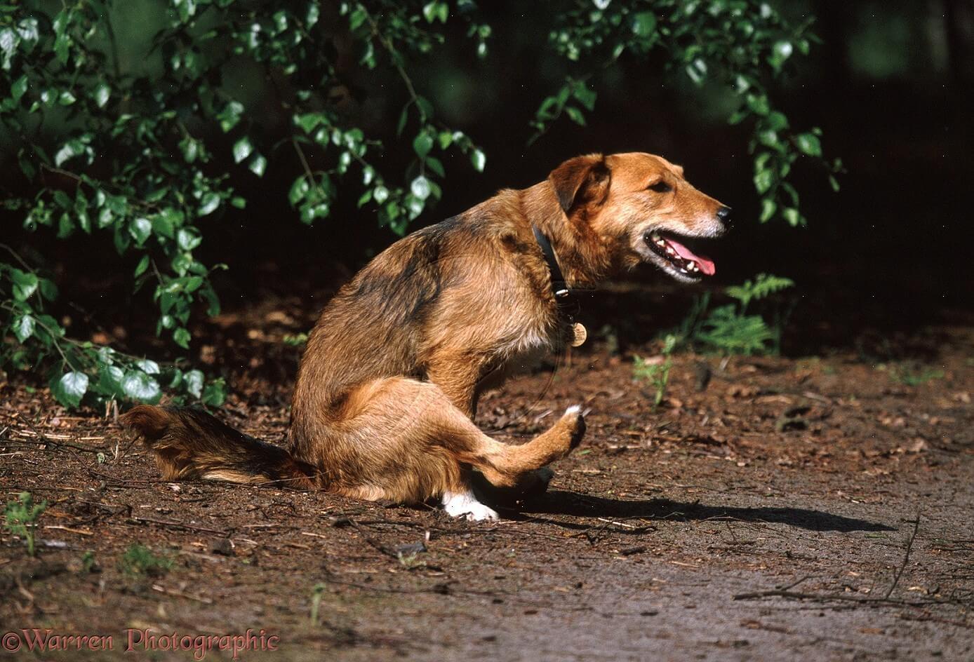 Szánkázás - Bűzmirigy-problémára utalhat, ha a kutya a földhöz dörzsöli a hátsóját