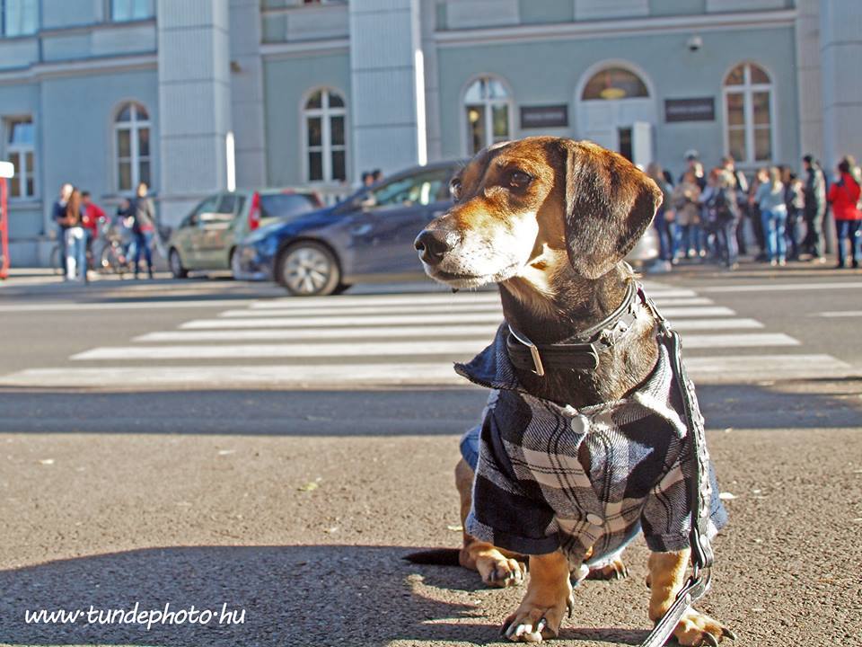 Sokan kutyával érkeztek tüntetni