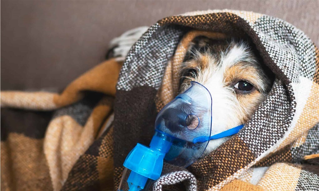 Kennelköhögés - Súlyos esetben oxigénre is szüksége lehet a beteg kutyának