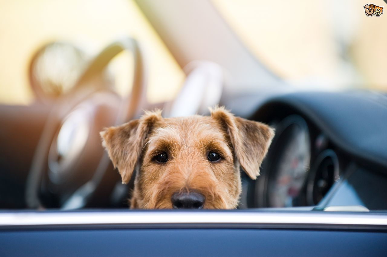 Alapszabály tavasztól őszig: a napon parkoló autóban nem hagyunk állatot!