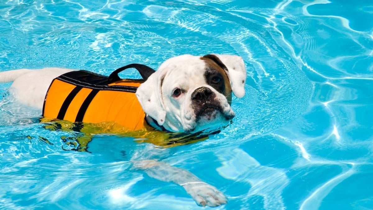 Az úszás kíméletes testmozgás a fogyni vágyó kutyáknak
