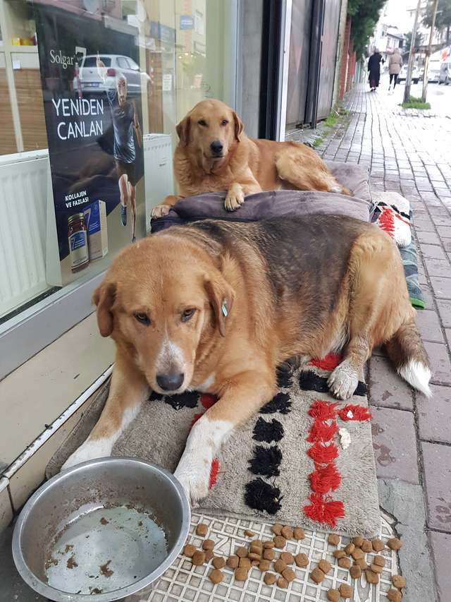 A törökországi gyógyszertár előtt kényelmes fekhely, élelem és víz várja a kóbor kutyákat
