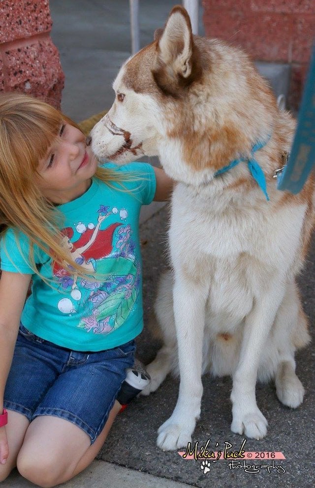 Terápiás kutyaként bántalmazott gyermekeknek és felnőtteknek segít a husky