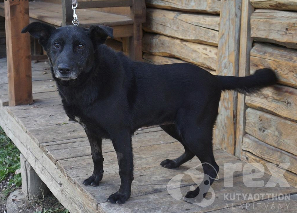 Saci, a gyönyörű fekete idős hölgy: először kölykei kerültek a Rex Kutyaotthon Alapítványhoz, majd őket követte ő is. Korábban nagyon rossz sora volt, sokan bántották - alaptalanul, hiszen ő egy nagyon kedves, szeretéhes kutyus. Kora ellenére is vidáman i Saci, a gyönyörű fekete idős hölgy: először kölykei kerültek a Rex Kutyaotthon Alapítványhoz, majd őket követte ő is. Korábban nagyon rossz sora volt, sokan bántották - alaptalanul, hiszen ő egy nagyon kedves, szeretéhes kutyus. Kora ellenére is vidáman i