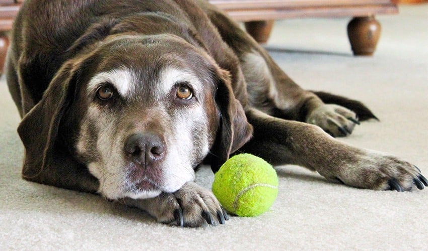 Időskori betegségek kutyáknál - Hallásromlás, süketség