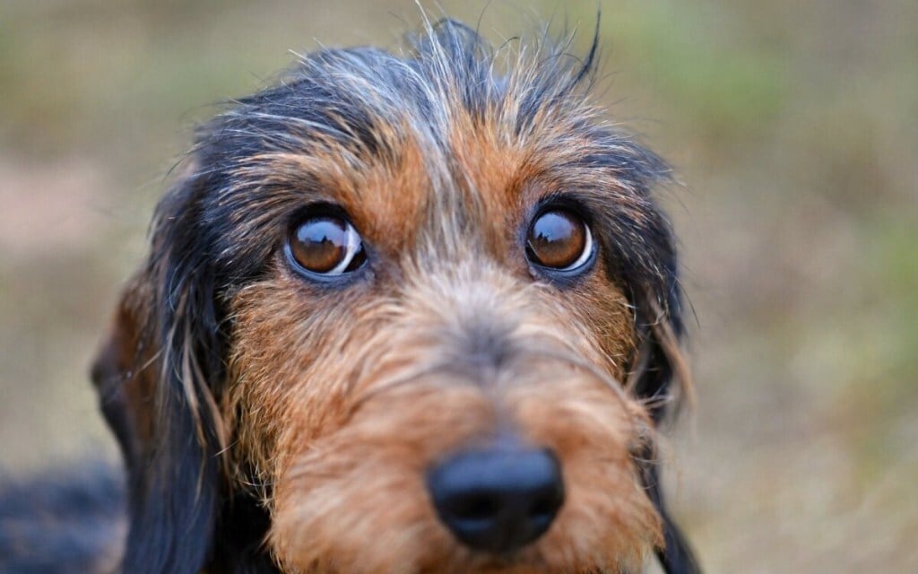 Szemférgesség - Előfordul, hogy a kutya tünetmentes, szemei egészségesnek látszanak