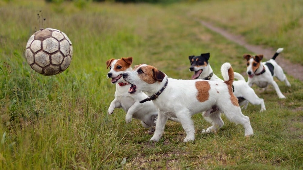 Játékos kutyafajták - Jack Russell Terrier