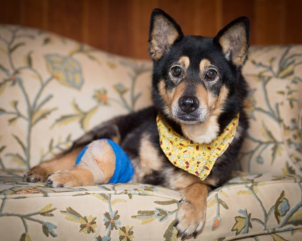 Marcie, a rákos kutya végre szerető, gondoskodó otthonra lelt