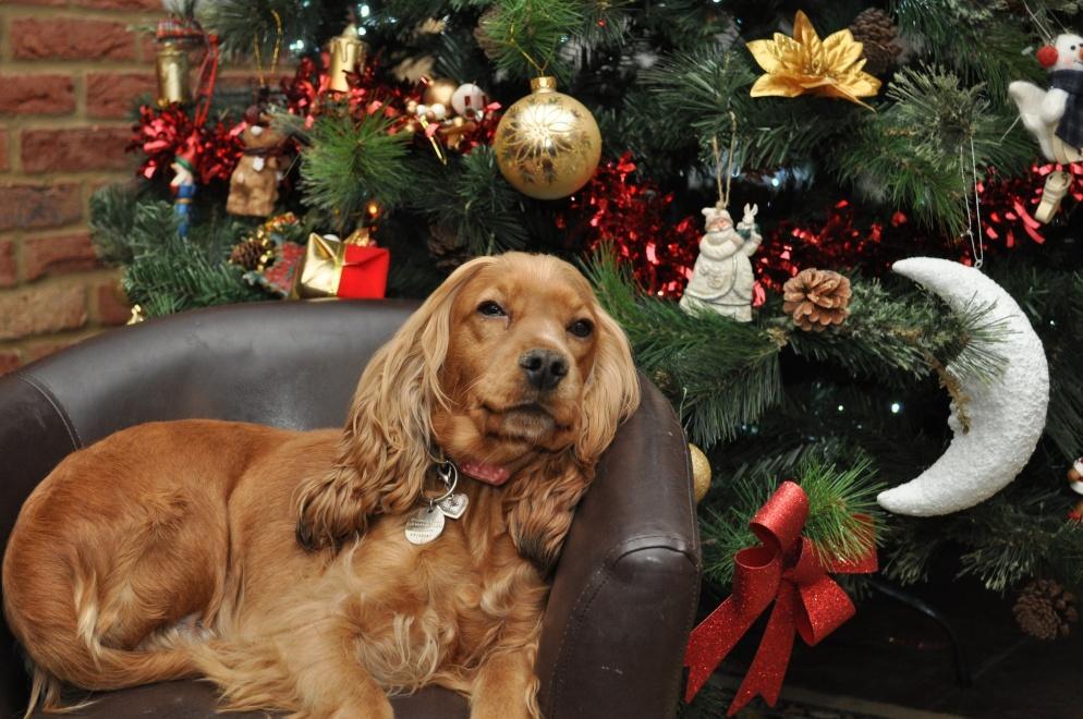 A karácsony a kutyák számára is izgalmas, egyben fárasztó esemény lehet