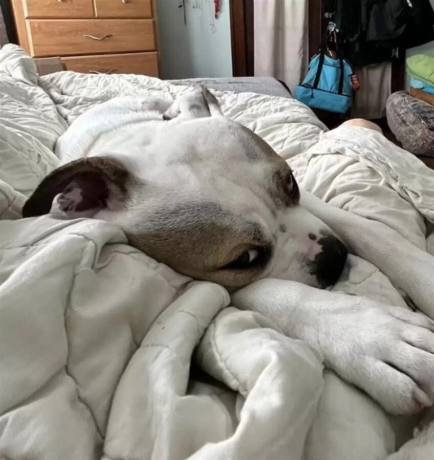 Nagyon jól érezte magát a gazdikereső kutya - Imádta, hogy ágyban alhat