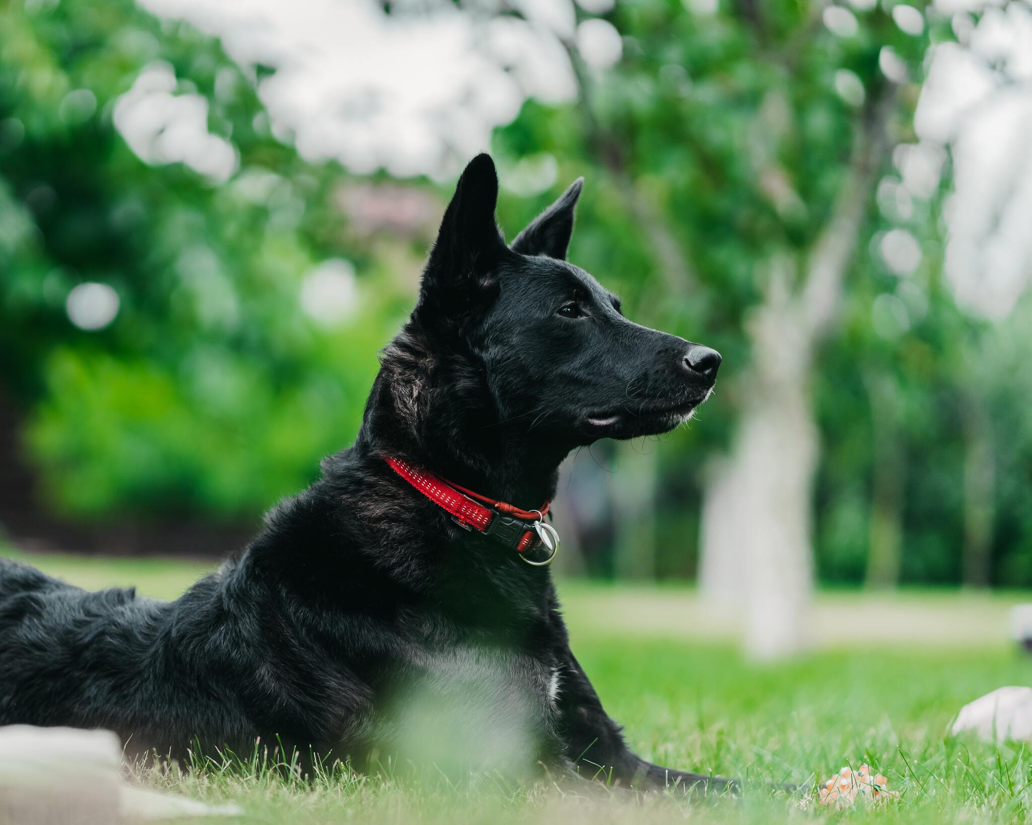 A Gazdijogsi program a kutyaválasztási szempontoktól az anatómiai ismereteken át a viselkedésig mindent körbejár