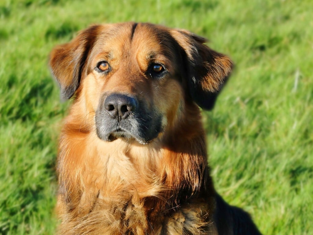 Csípődiszplázia - Nagytestű kutyák keverékeinél is kialakulhat
