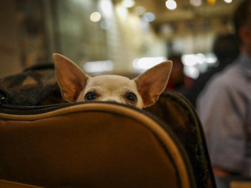 Kis- és közepes testű kutyák is utazhatnak a kutyabarát vagonokban