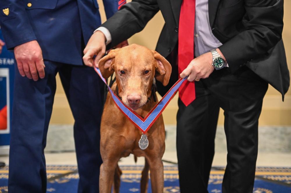 Feco idén év elején Washingtonban szolgálata elismeréseként megkapta a „Háborúban és a békében szolgáló állatok” kitüntetést. 