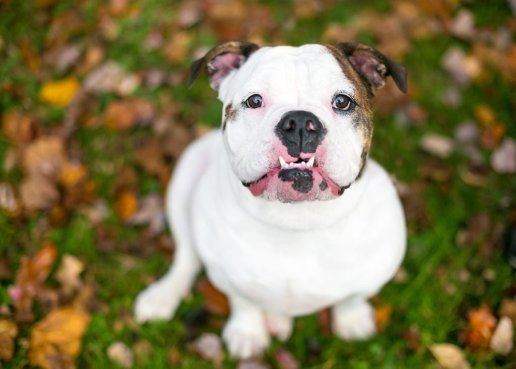 Fogcsikorgatás kutyáknál - előfordulhat, ha a fogak nem állnak megfelelően