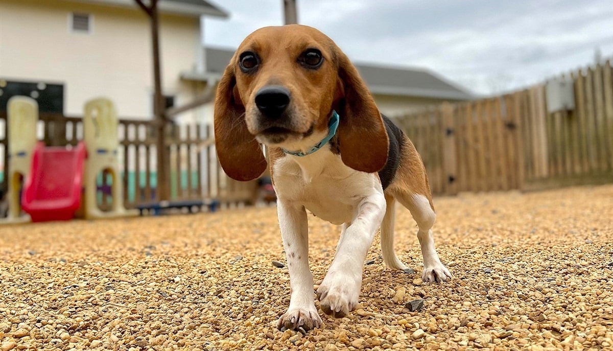 4000 kísérleti beagle kezdhet új életet az állatmentők összefogásának köszönhetően