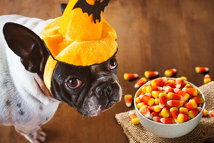 Halloween estéjén gyakran előkerülnek a cukorkák, nyalánkságok - mérgezőek lehetnek a kutyára nézve