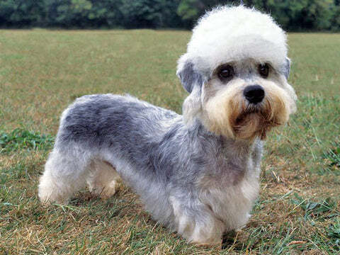 dandie dinmont