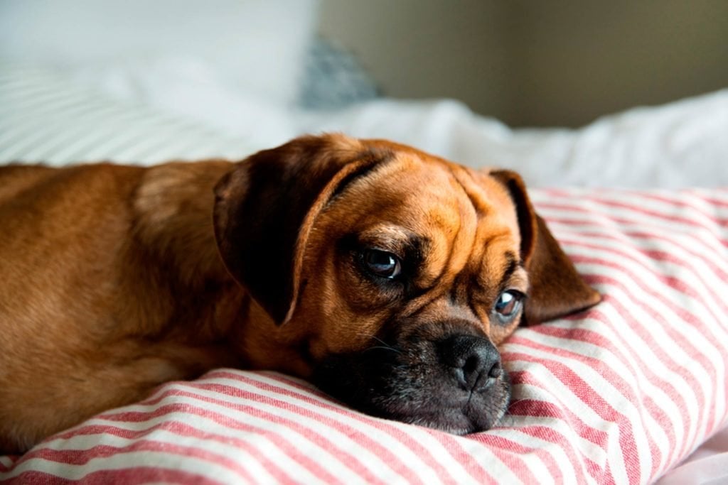 Aludnék, de nem tudok... Kutyáink is szenvedhetnek alvászavaroktól