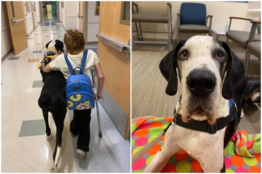 Bella, a mozgássérült kislány és segítőkutyája George, a német dog