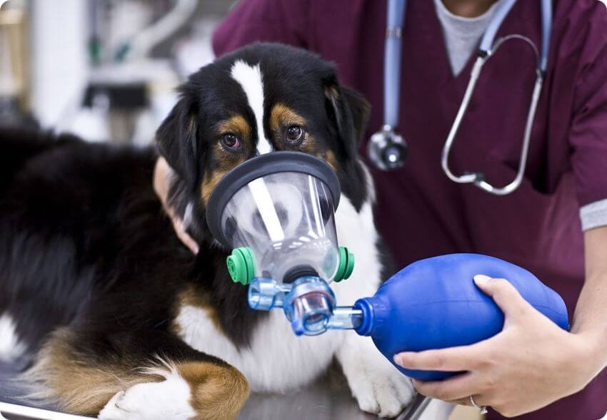 Szén-monoxid mérgezés kutyáknál - Oxigénterápiára lehet szükség