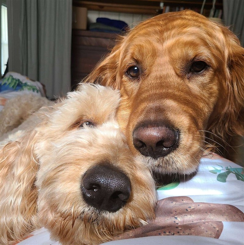 Milo és Mabel - A két kutya nagyon szereti egymást