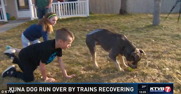 A kutya megtanult együtt élni a baleset okozta sérülések következményeivel, és újra boldogan labdázik