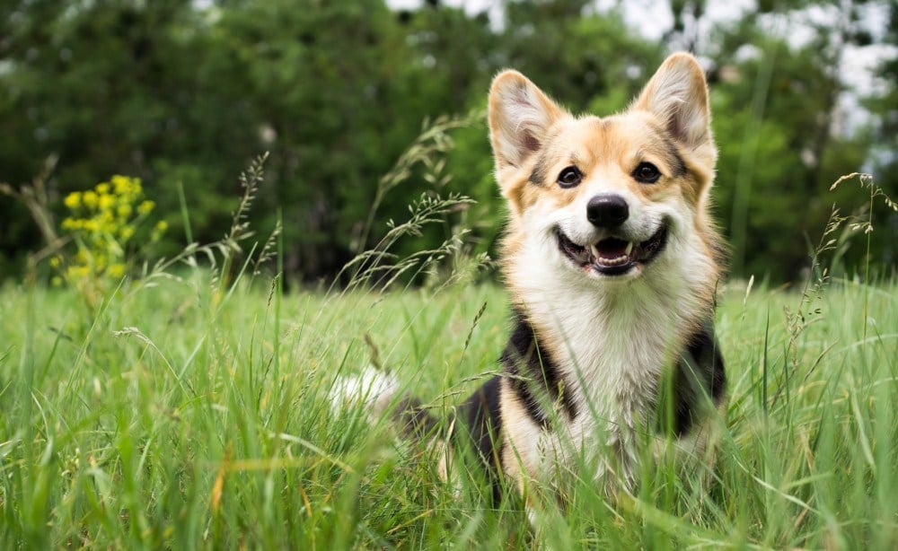 Babesiosis kutyáknál - a kullancsok a fűszálakon, cserjéken rejtőznek