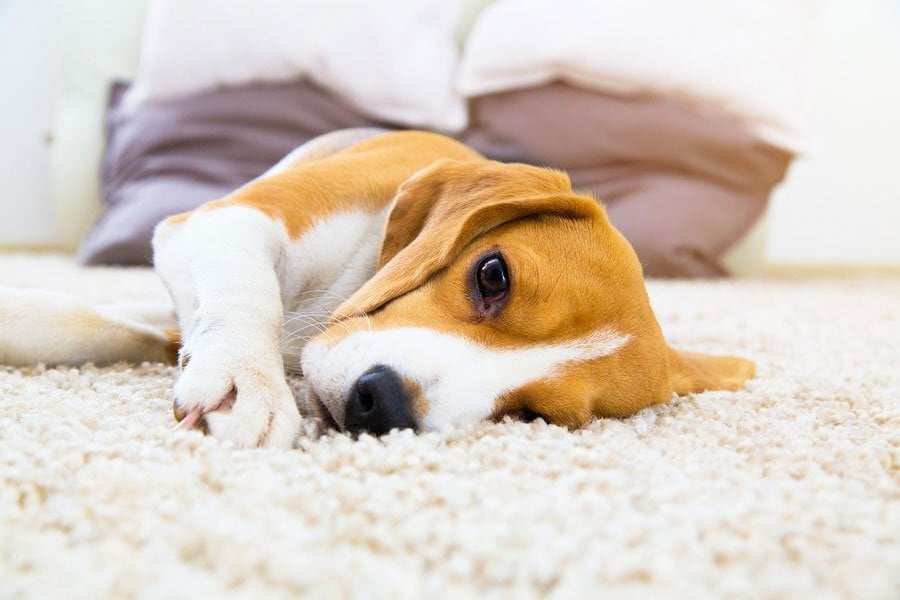 Kutya a lakásban - A rövid szőr is könnyen megtapad a szőnyegen