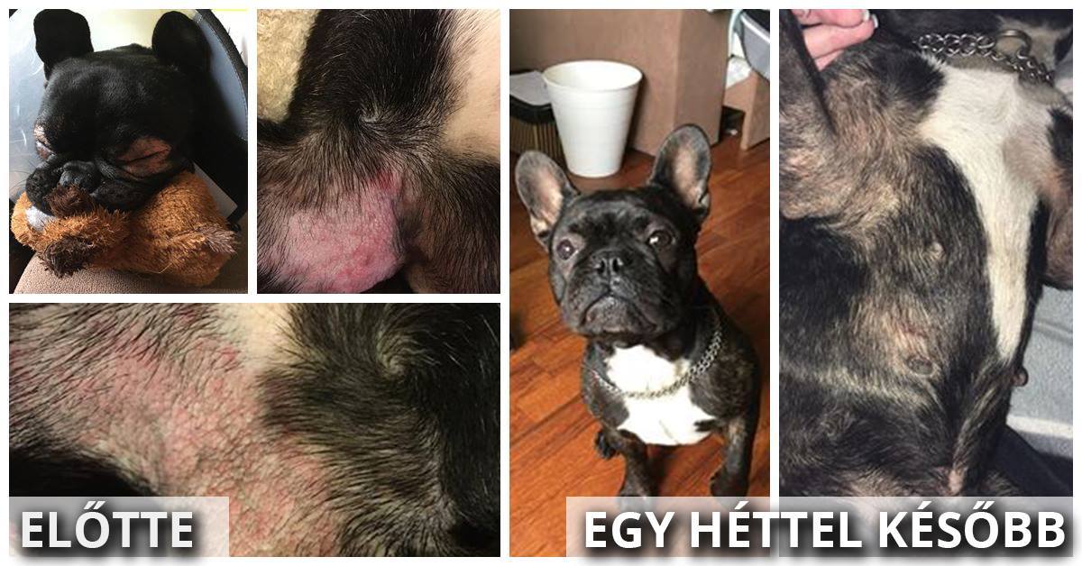 A mindenre allergiás kutyus szőre 1 hét elteltével újra növésnek indult