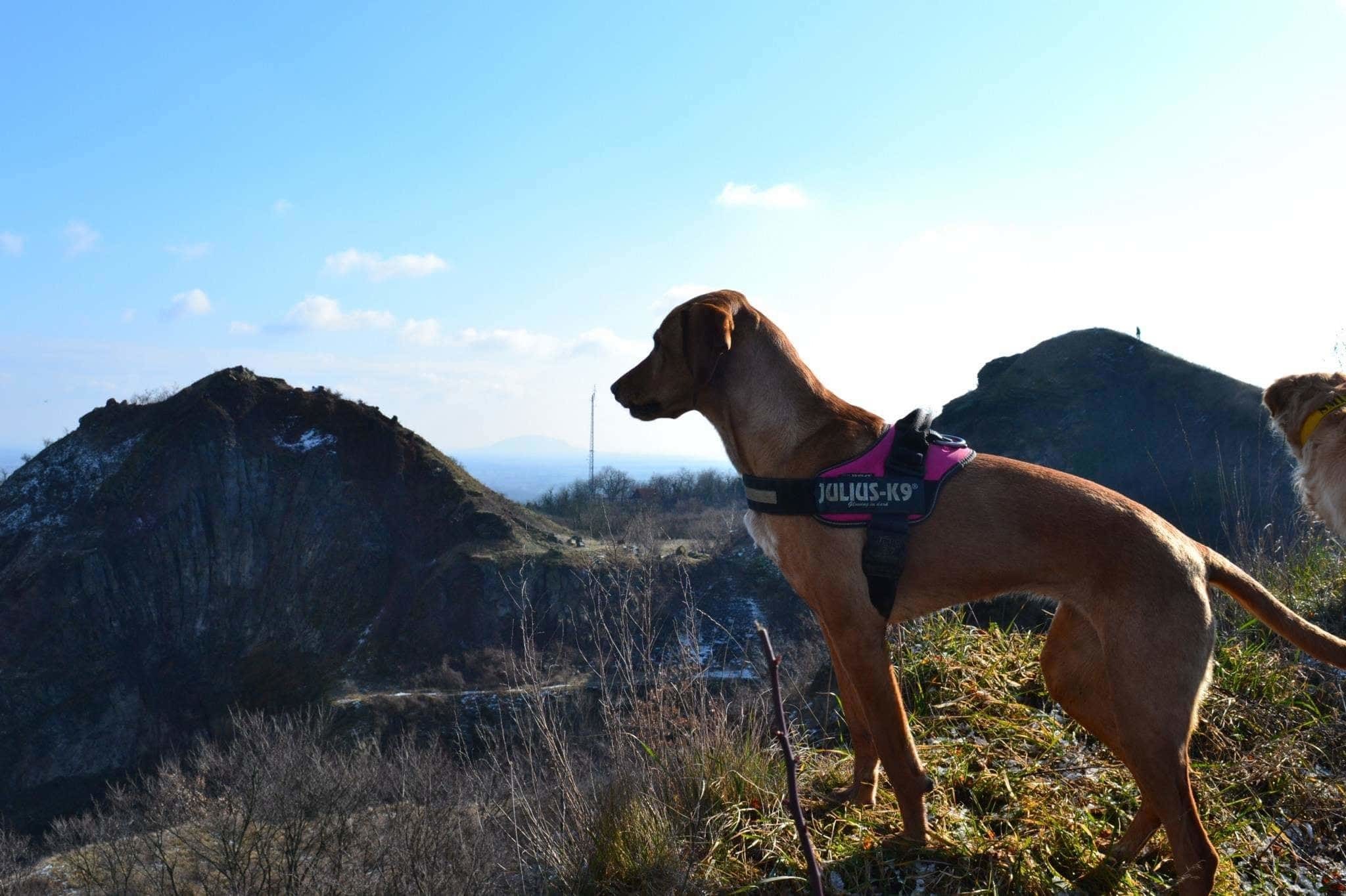Különleges helyeket is bejártak a kutyákkal a lányok - Bonnie itt épp egy kihunyt tűzhányó, a Ság hegy tetejéről néz körbe
