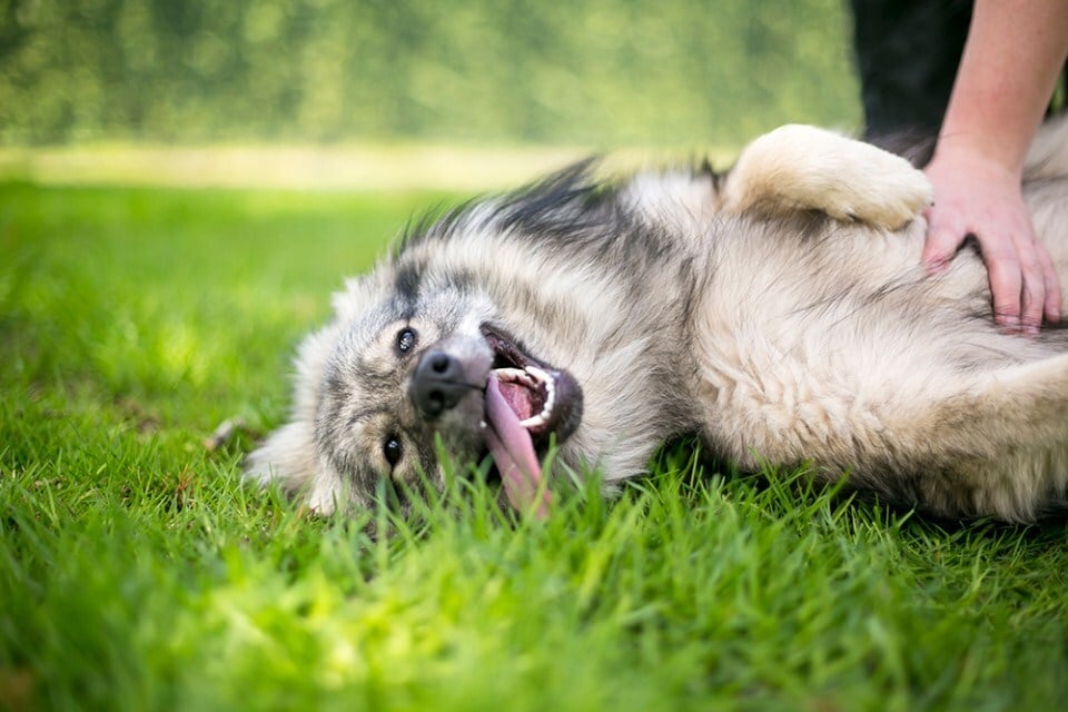 Pocakvakargatás - A kutyák is lehetnek csiklandósak
