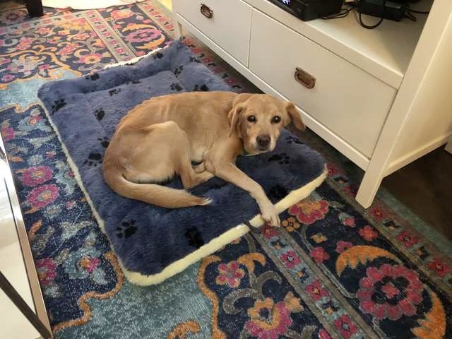 Egy kóbor kutyát találtak a nappaliban