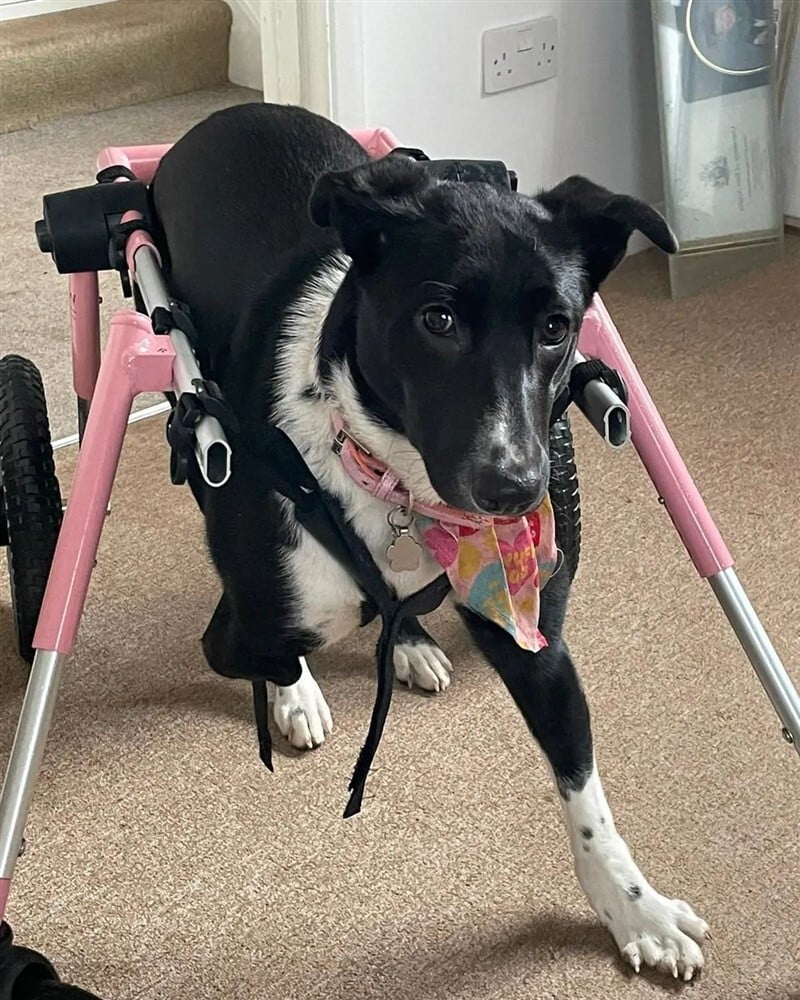 Luna, a háromlábú kutya speciális, négykerekű kutyakocsit kapott adományba