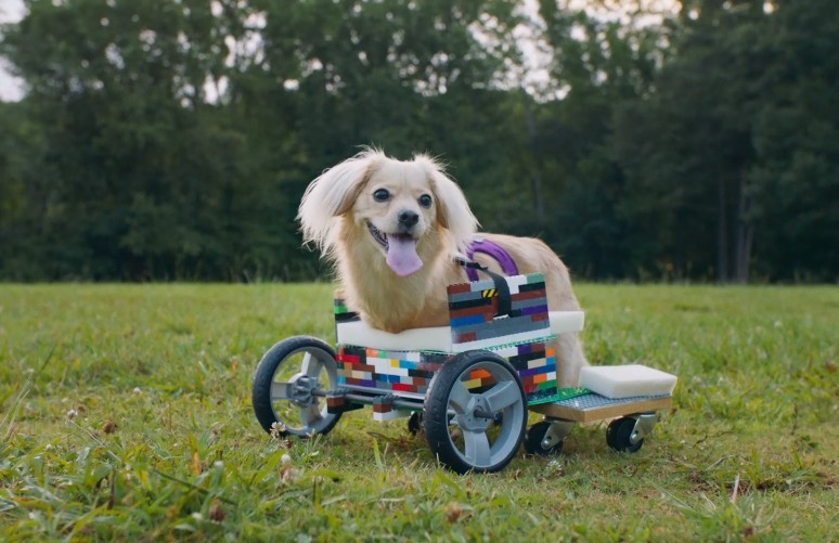 Gracie, a mozgássérült kutya LEGO kutyakocsijával