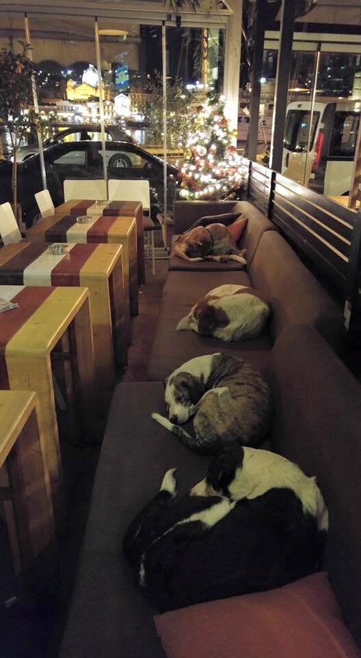A görög kávézóban biztonságos, védett helyen alhatnak a kóbor kutyák