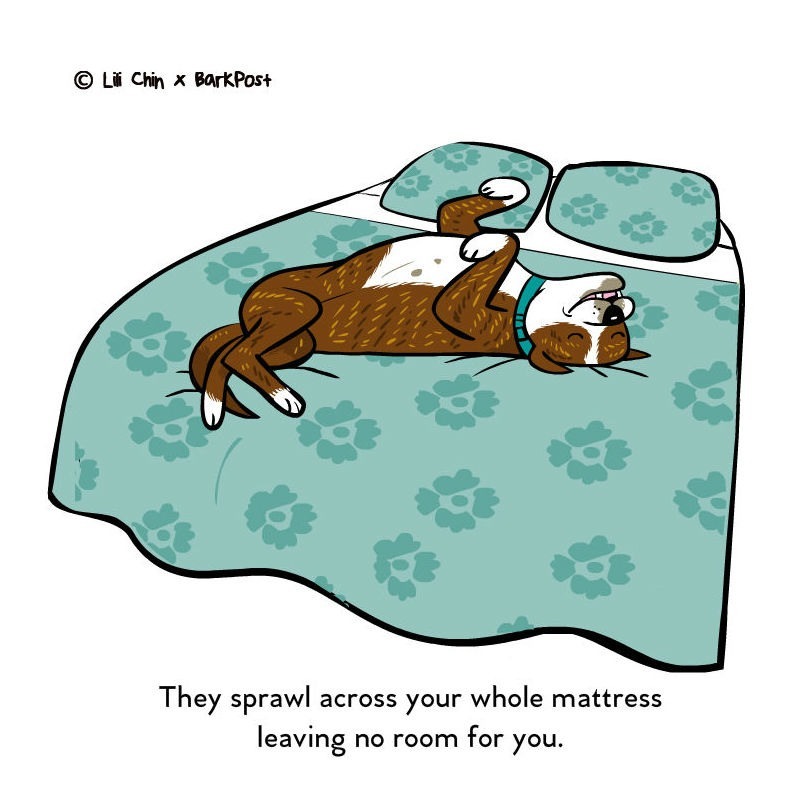 A Te kutyád is elterül az ágyon? 