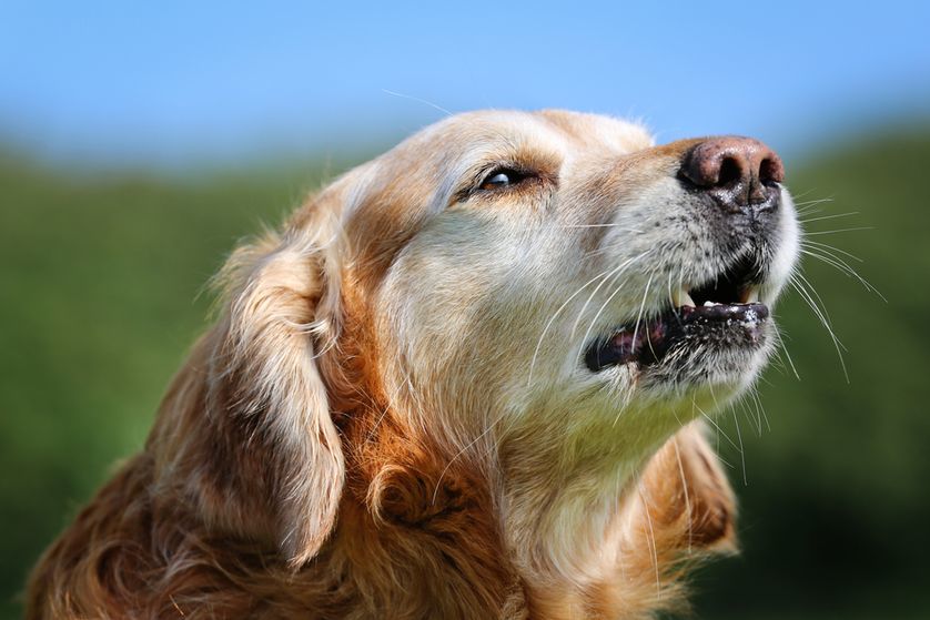 Demencia kutyáknál - idős kutyánk váratlanul reagálhat új és megszokott helyzetekben is, viselkedése megváltozhat kutyák, emberek társaságában