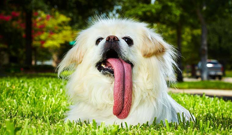 Guinness-rekord, a Leghosszabb Nyelvű Kutya - Puggy, a pomerániai törpespicc