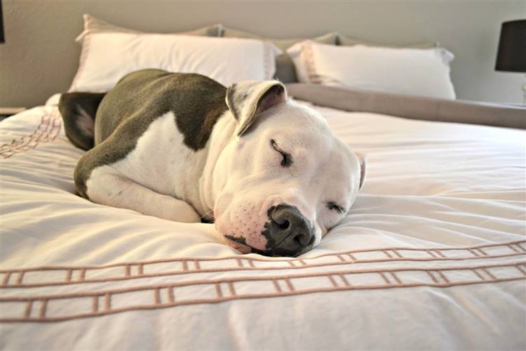 Sok kutya szívesen alszik a gazdi ágyában 