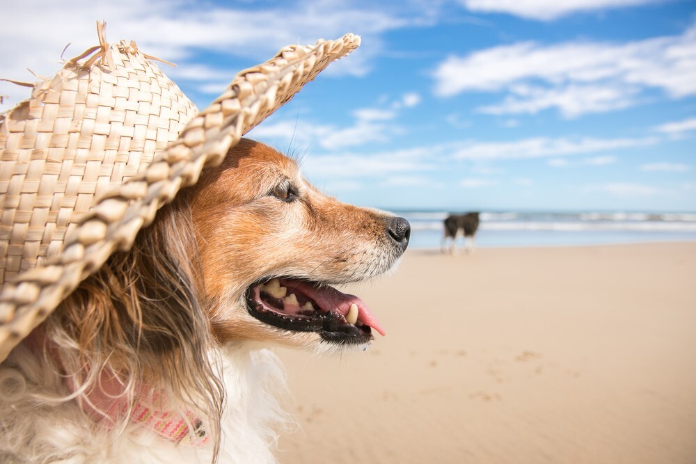 A kutyák is leéghetnek a napon - Védjük őket