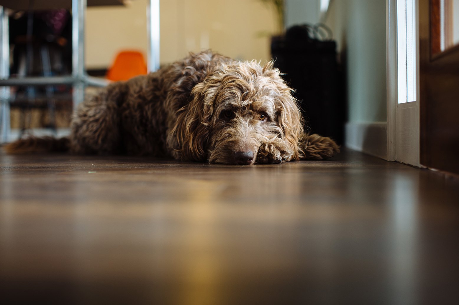 A padló tisztítására használt szerek is okozhatnak irritációt a kutya bőrén