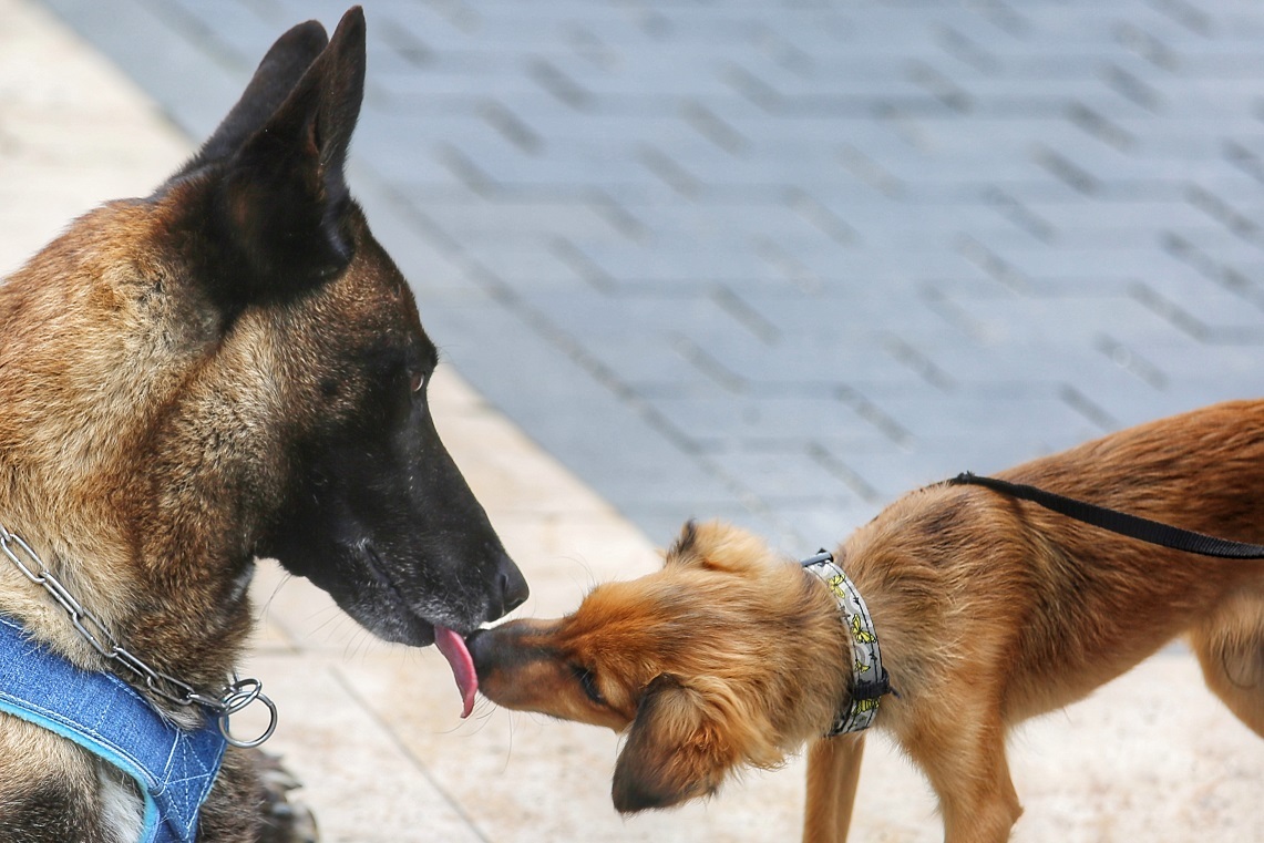 A kutyák közt is barátságok szövődtek