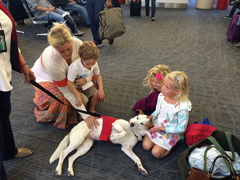 Hazel, a terápiás kutya jelenléte megnyugtatja a repülőútra készülő gyerekeket is