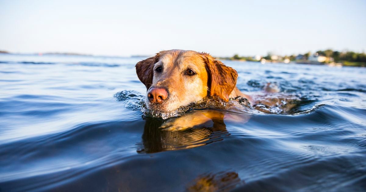 Fertőzés alakulhat ki a kutya fülében, ha gyakran éri víz és nem tud megszáradni